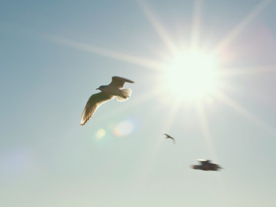 white and black bird flying during daytime